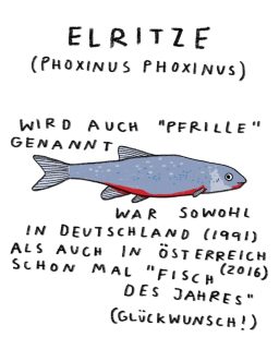 RICHTIG KLEINE TIERE up close and personal, heute mir apriltier ELRITZE aka pfrille - famous in deutschland und österreich